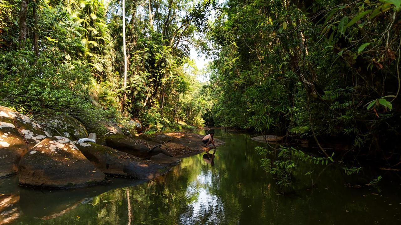 The Canopy Rainforest Treehouses & Wildlife Sanctuary Tarzali Eksteriør billede